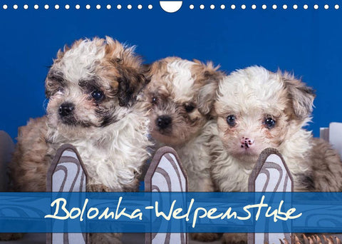 Bolonka Welpenstube (Wandkalender 2022 DIN A4 quer)