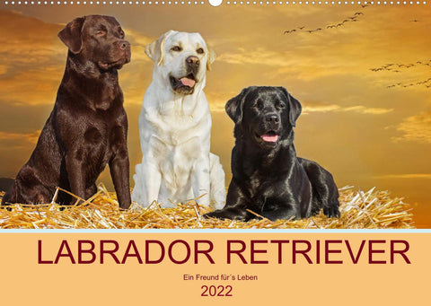 Labrador Retriever - Ein Freund für´s Leben (Wandkalender 2022 DIN A2 quer)