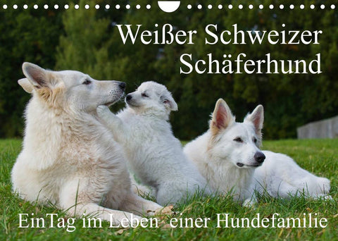 Weißer Schweizer Schäferhund - Ein Tag im Leben einer Hundefamilie (Wandkalender 2022 DIN A4 quer)