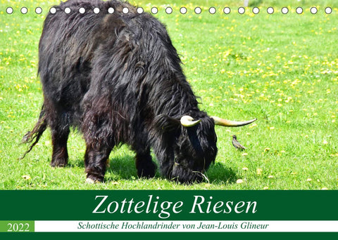Zottelige Riesen - Schottische Hochlandrinder (Tischkalender 2022 DIN A5 quer)