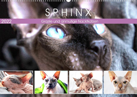 Sphinx. Grazile und anmutige Nacktkatzen (Wandkalender 2022 DIN A2 quer)