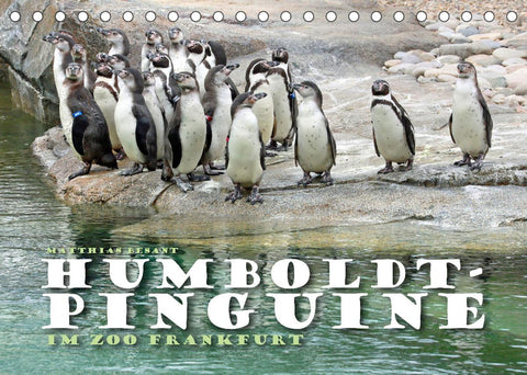 HUMBOLDTPINGUINE (Tischkalender 2022 DIN A5 quer)