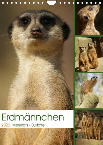 Erdmännchen-Meerkats-Surikate (Wandkalender 2022 DIN A4 hoch)