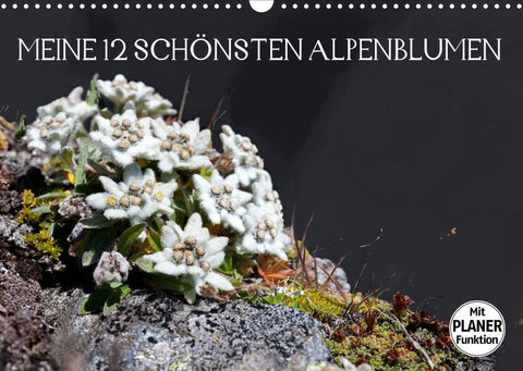 Meine 12 schönsten AlpenblumenAT-Version (Wandkalender 2022 DIN A3 quer)