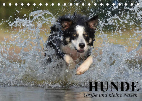 Hunde. Große und kleine Nasen (Tischkalender 2022 DIN A5 quer)