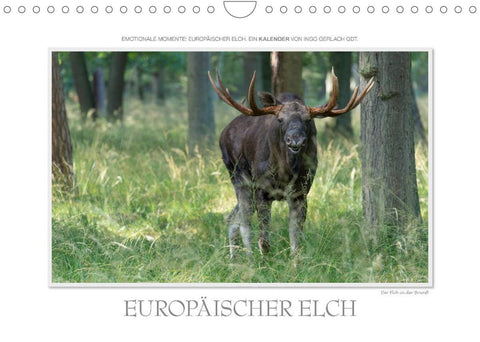 Emotionale Momente: Europäischer Elch. / CH-Version (Wandkalender 2022 DIN A4 quer)