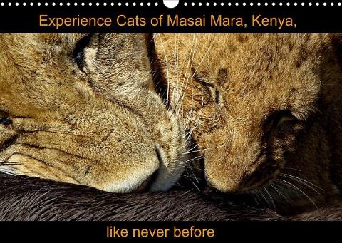 Experience  Cats of Masai Mara, Kenya, like never before (Wall Calendar 2022 DIN A3 Landscape)