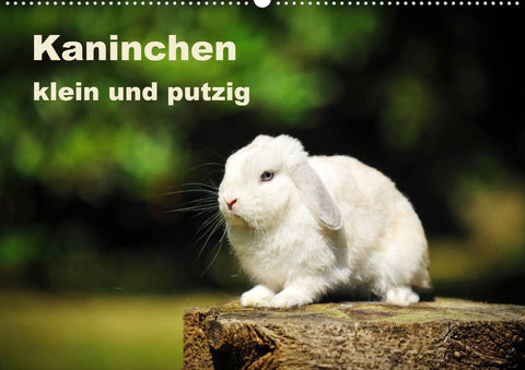 Kaninchen klein und putzig (Wandkalender 2022 DIN A2 quer)