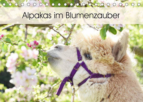 Alpakas im Blumenzauber (Tischkalender 2022 DIN A5 quer)