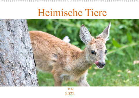 Heimische Tiere - Rehe (Wandkalender 2022 DIN A2 quer)