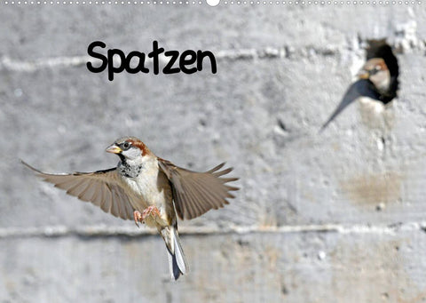 Spatzen (Wandkalender 2022 DIN A2 quer)