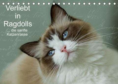 Verliebt in Ragdolls ... die sanfte Katzenrasse (Tischkalender 2022 DIN A5 quer)