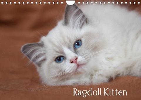 Ragdoll Kitten (Wandkalender 2022 DIN A4 quer)