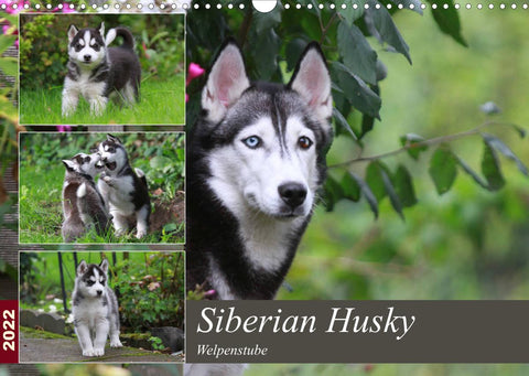 Siberian Husky - Welpenstube (Wandkalender 2022 DIN A3 quer)