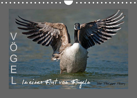 VÖGEL (Wandkalender 2022 DIN A4 quer)