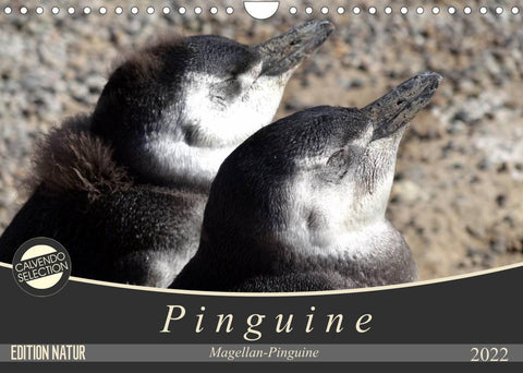 Magellan-Pinguine (Wandkalender 2022 DIN A4 quer)