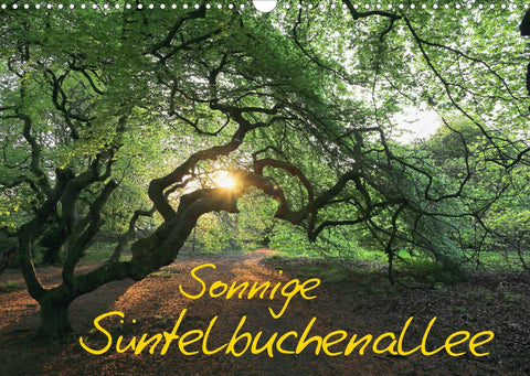 Sonnige Süntelbuchenallee (Wandkalender 2022 DIN A3 quer)