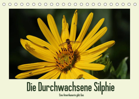Die Durchwachsene Silphie - Eine Amerikanerin gibt Gas / CH-Version (Tischkalender 2022 DIN A5 quer)