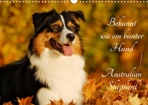 Bekannt wie ein bunter Hund. Australian Shepherd (Wandkalender 2022 DIN A3 quer)