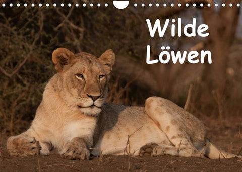 Wilde Löwen (Wandkalender 2022 DIN A4 quer)