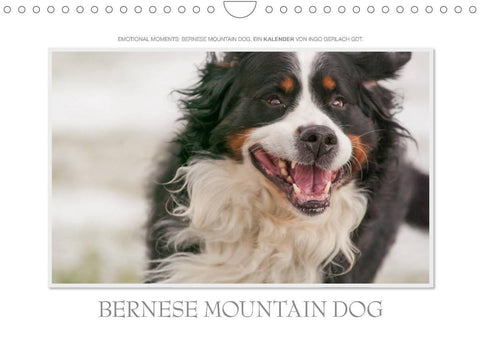 Emotional Moments: Bernese Mountain Dog. UK-Version (Wall Calendar 2022 DIN A4 Landscape)