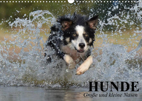Hunde. Große und kleine Nasen (Wandkalender 2022 DIN A3 quer)