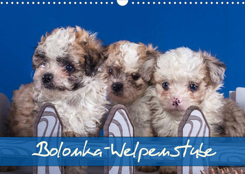 Bolonka Welpenstube (Wandkalender 2022 DIN A3 quer)
