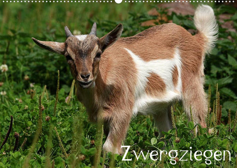 Zwergziegen (Wandkalender 2022 DIN A2 quer)