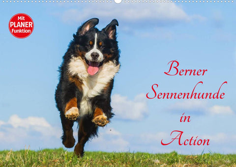 Berner Sennenhunde in Action (Wandkalender 2022 DIN A2 quer)