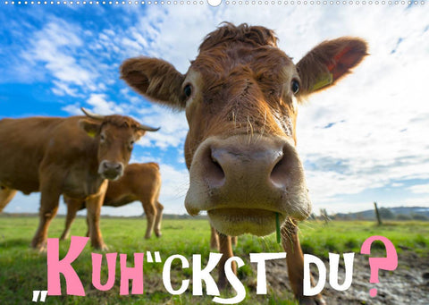 Kuhckst du? (Wandkalender 2022 DIN A2 quer)