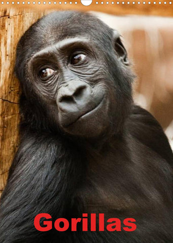 Gorillas (Wandkalender 2022 DIN A3 hoch)