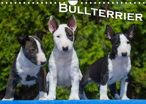 Bullterrier (Wandkalender 2022 DIN A4 quer)