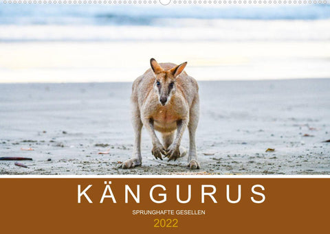 Kängurus, sprunghafte Gesellen (Wandkalender 2022 DIN A2 quer)