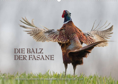 Emotionale Momente: Die Balz der Fasane / CH-Version (Wandkalender 2022 DIN A2 quer)