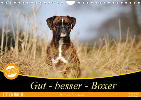 Gut - besser - Boxer (Wandkalender 2022 DIN A4 quer)