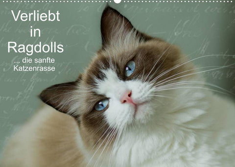 Verliebt in Ragdolls ... die sanfte Katzenrasse (Wandkalender 2022 DIN A2 quer)