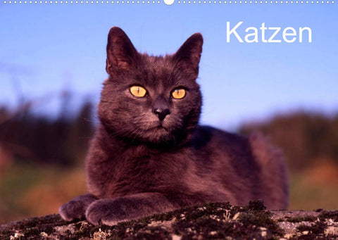 Katzen (Wandkalender 2022 DIN A2 quer)