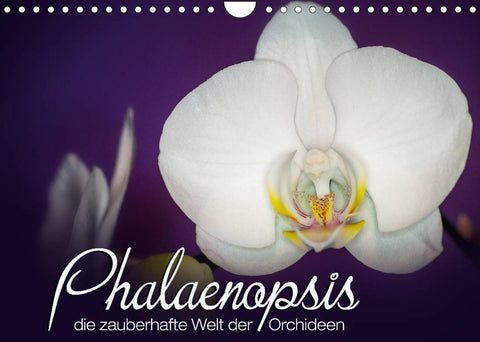 Phalaenopsis - die zauberhafte Welt der Orchideen (Wandkalender 2022 DIN A4 quer)