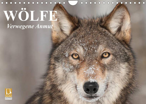 Wölfe. Verwegene Anmut (Wandkalender 2022 DIN A4 quer)