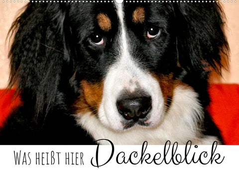 Was heißt hier Dackelblick? (Wandkalender 2022 DIN A2 quer)