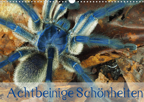 Achtbeinige Schönheiten (Wandkalender 2022 DIN A3 quer)