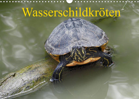 Wasserschildkröten (Wandkalender 2022 DIN A3 quer)