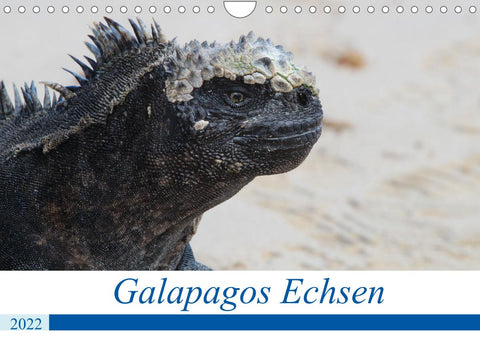 Galapagos Echsen (Wandkalender 2022 DIN A4 quer)