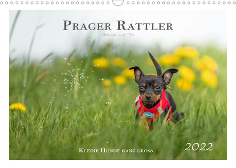 Prager Rattler - Black and Tan - Kleine Hunde ganz groß (Wandkalender 2022 DIN A3 quer)