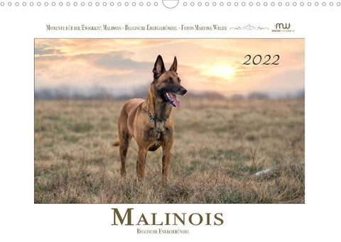 Malinois - Belgische Energiebündel (Wandkalender 2022 DIN A3 quer)