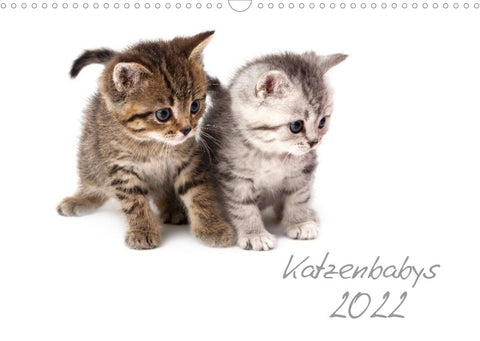Katzenbabys (Wandkalender 2022 DIN A3 quer)