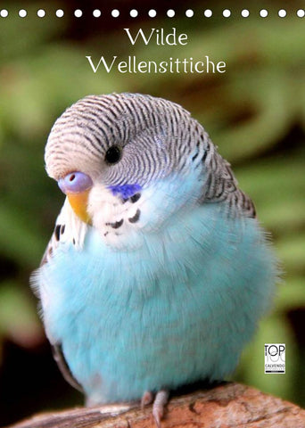 Wilde Wellensittiche (Tischkalender 2022 DIN A5 hoch)