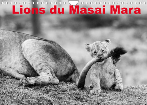 Lions du Masai mara (Calendrier mural 2022 DIN A4 horizontal)