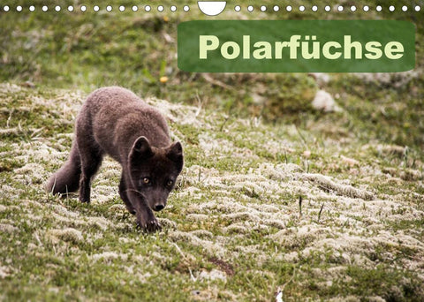 Polarfüchse (Wandkalender 2022 DIN A4 quer)