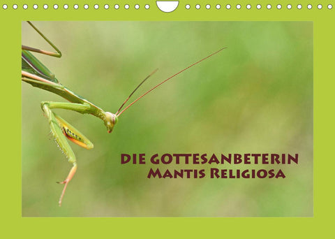 Die Gottesanbeterin Mantis Religiosa (Wandkalender 2022 DIN A4 quer)